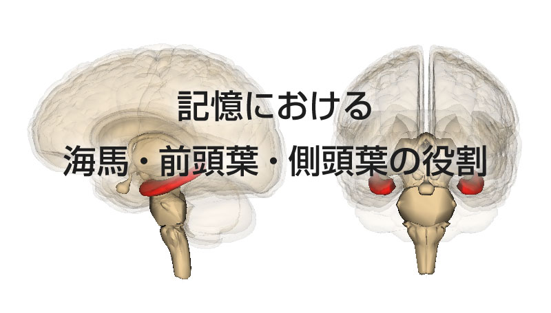 記憶における海馬・前頭葉・側頭葉の役割